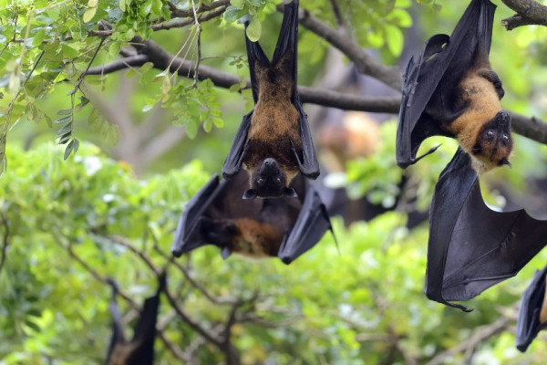 पश्चिम बंगालमा भेटिए निपाह भाइरसका दुई सङ्क्रमित